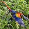 scarlet Macaw, Bosque Del Cabo, Costa Rica